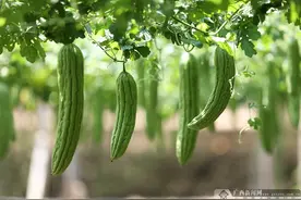广西柳城：特色产业助力乡村振兴图片