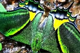 罕见！福州这里首次拍摄到蝶中“国宝”图片