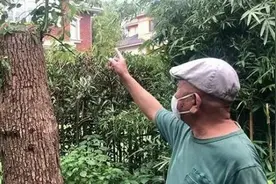 修剪自买树木被罚款14万？权属问题需要厘清图片