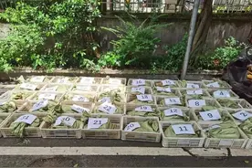 超千斤野生蟾蜍重获自由！四川泸州一对父子非法买卖蟾蜍被采取刑事强制措施图片