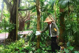 提醒！公园小区里见到这种大蜗牛，别碰更别吃图片