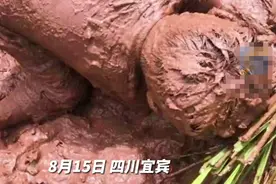 萌娃稻田玩泥巴秒变小泥人 妈妈在一旁淡定拍视频留念图片