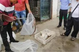 合肥查获700多条活体毒蛇图片
