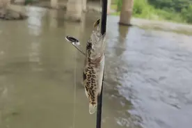 小众休闲到线上围观，越来越多的90后爱上钓鱼图片