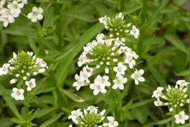 86种北京地区乡土植物汇总 | 上篇图片