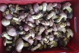 每斤猛跌80元！浙江“极品美味”产量大爆发！紧急提醒……图片