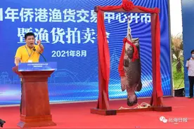200斤大龙趸现身开海渔货拍卖会！刷新北海“鱼王”第一重图片