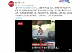 吉林珲春的哥偶遇东北虎，人、虎都很淡定图片