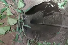 视频 | 北京一小区草坪隐藏夺命深井！70斤拉布拉多犬坠亡图片