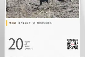湖湘自然历丨天下乌鸦都一般黑吗图片