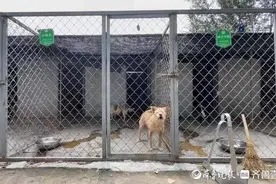 济南这个流浪动物关爱中心，为上千只流浪狗搭起“避风港”图片