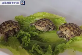 国家一级保护动物四爪陆龟首次人工繁育成功图片