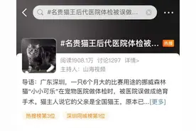赛级猫咪医院体检误被做绝育手术 主人：或将走法律渠道维权图片