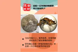 100000000年前的蛋图片