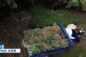 广东荔枝，突然火遍全球！“丰收年水果贱”怪圈，破解了→图片