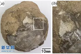这枚1亿年前的龟蛋里，有小宝宝吗？图片