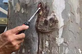 小天牛危害大，七八条能蛀毁一棵树，武汉园林“刮皮捉虫”总动员图片