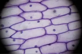 LED不光能用来照明，还能给细胞“染色”？图片