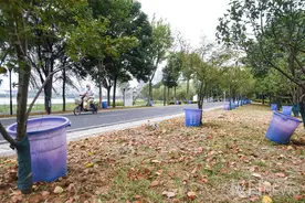 “抱”着水桶“喝”个够，新栽树木不怕旱图片