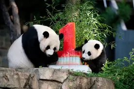华盛顿大熊猫宝宝“小奇迹”一周岁啦！来看看它那些可爱的“第一次”图片