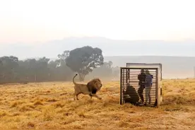 瑟瑟发抖！南非一保护区将游客放进铁笼与狮群近距离接触图片