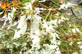 一周啃光一棵树 贵阳一小区出现大量毒蛾幼虫图片