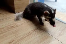 女孩被闯入浴室的“猪鼻子”吓一跳，原来是猪獾幼崽视频封面