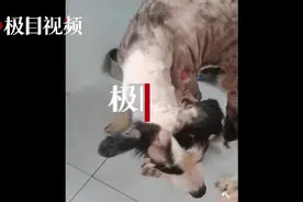 “南京90后情侣遗弃边牧”余波未平：两名救助者意外起冲突，警方介入调查图片