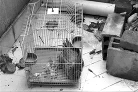 一只小小的斗米虫卖100元？山村理发师的神秘副业图片