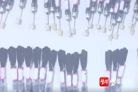 氰化物毒狗卖狗还打伤群众 这个嚣张团伙多人被提起公诉图片