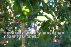 海南牛油果：海岛乡村的夏天味道视频封面