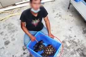 广东公安八大专项行动｜网购陆龟当宠物  三名“龟友”被抓获图片