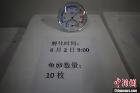 中国国内首例人工繁育国家一级保护动物蠵龟孵化成功图片