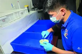 产房传喜讯 7只蠵龟宝宝诞生啦图片