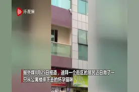 迪拜一怀孕猫咪被困公寓楼外墙上 摔下后被民众拿床单接住图片