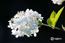 吉林松花江畔木绣球花开正盛 芳香扑鼻图片