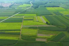 这就是山东丨航拍日照五莲三万亩玉米田 纵横交错犹如绿色“地毯”图片