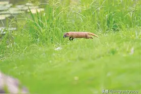 杨府山公园有黄鼠狼？园方回应开园之前就有黄鼠狼存在了图片