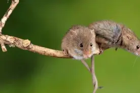 关于鼠疫，这四个问题你要知道图片