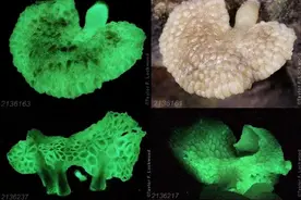 还记得《阿凡达》里的发光植物吗？现实中就有图片