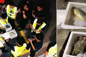 无人机从舟山到上海跨海运来20公斤梭子蟹，1小时运费80元，这账怎么算？图片