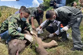 拍拍它~喂喂它~野生幼象受伤遭母象遗弃 幸好有这些“叔叔”保护图片