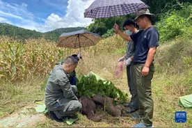 云南：幼象出生仅6天遭遗弃 工作人员全力救治图片