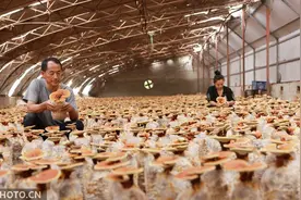 河北广宗：灵芝开出“致富花”图片