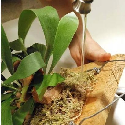 这些生长在“荫头里”的植物，你认识几种？