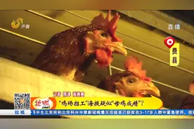 费县：“鸡场招工”海报网络走红视频封面