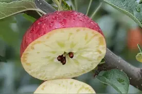秋天的野苹果，够脆够味，甜到心坎了图片