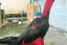 住大别墅，每天跑步，食补药补不断，杭州有人被偷了6只身价不菲的战斗鸡图片