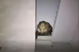 小伙西藏那曲露营偶遇“熊出没”：吓到通宵未眠图片