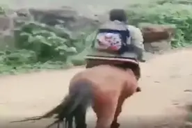 再次实锤内蒙古的娃是骑马上学？看完就懂了图片